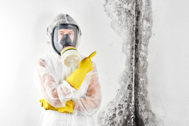 Professional Mold Removal in Andrews, TX