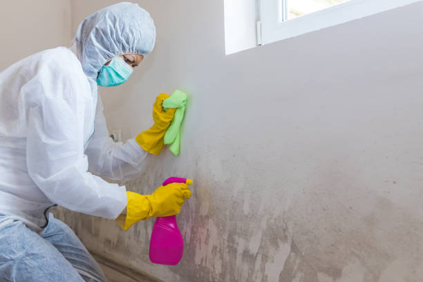 Why You Should Choose Our Mold Remediation Services in Andrews, TX